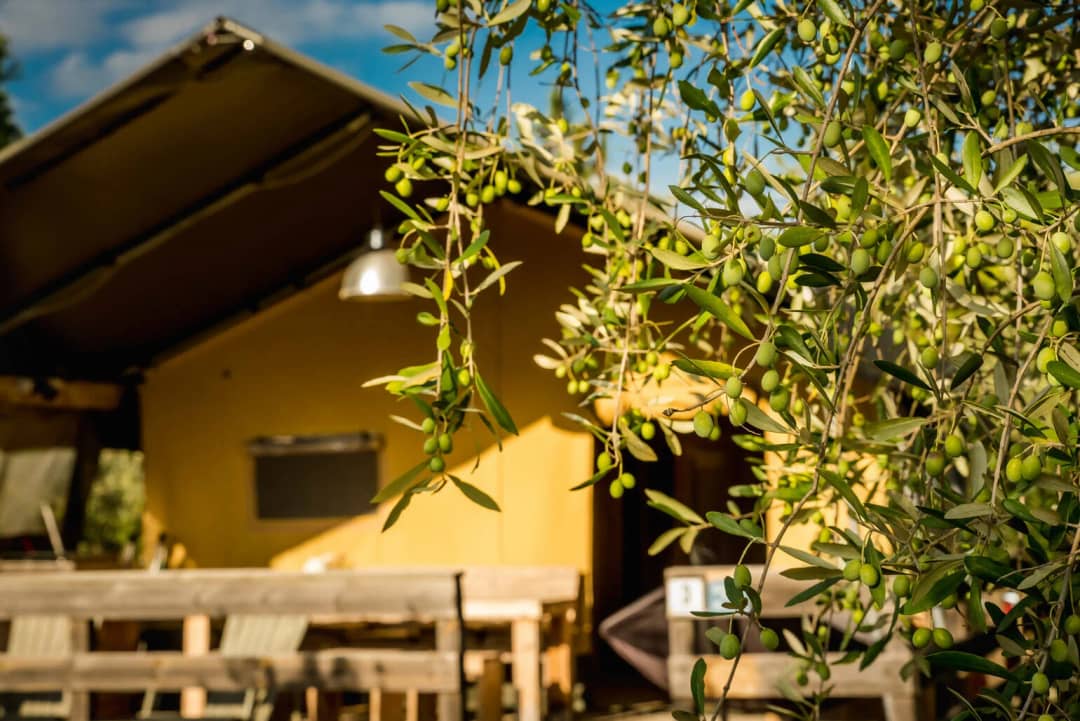 Safari Lodge 2-6P