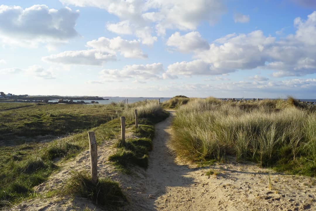 Duinpad met helmgras langs de kust