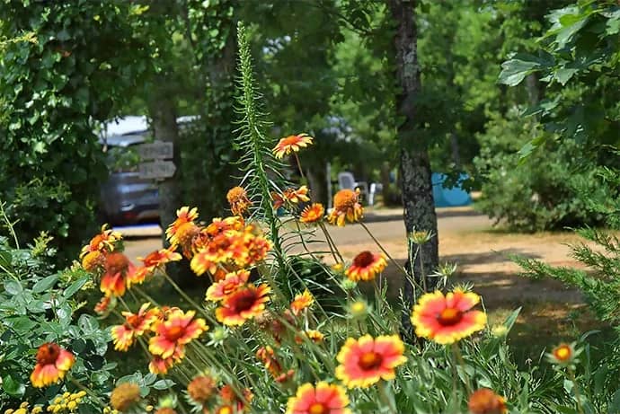 Bloeiende kokardebloemen in de schaduw van de bomen, met een campingpad en wegwijzerbordjes erachter
