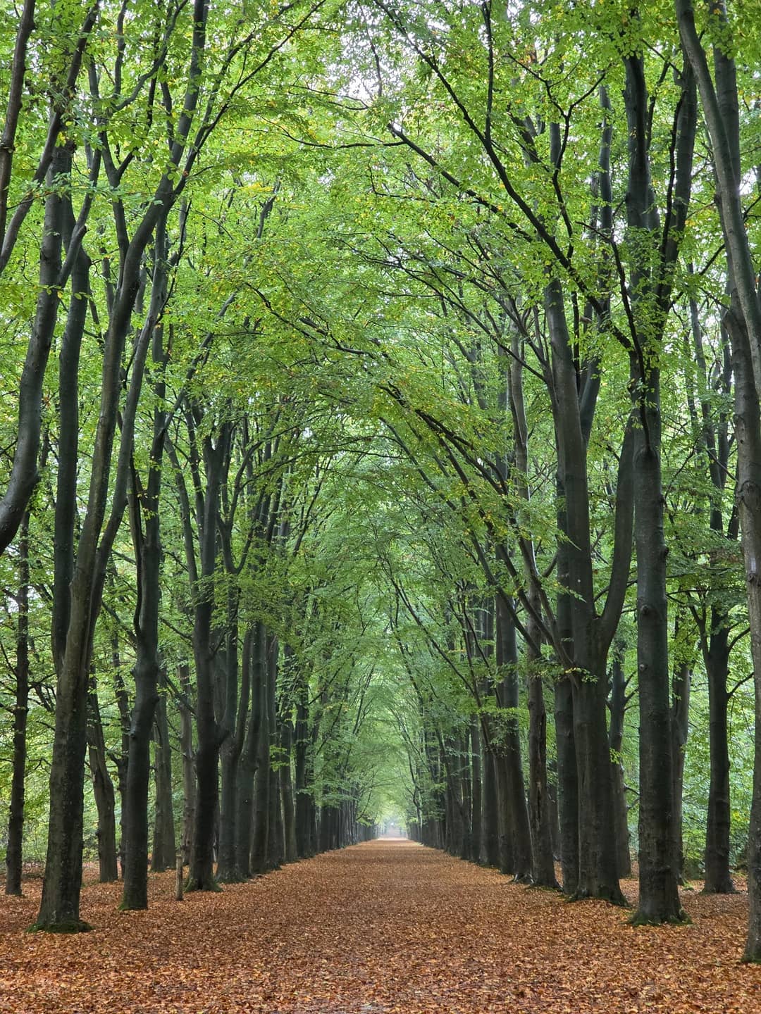 Rijsterbos en Mirnser Klif