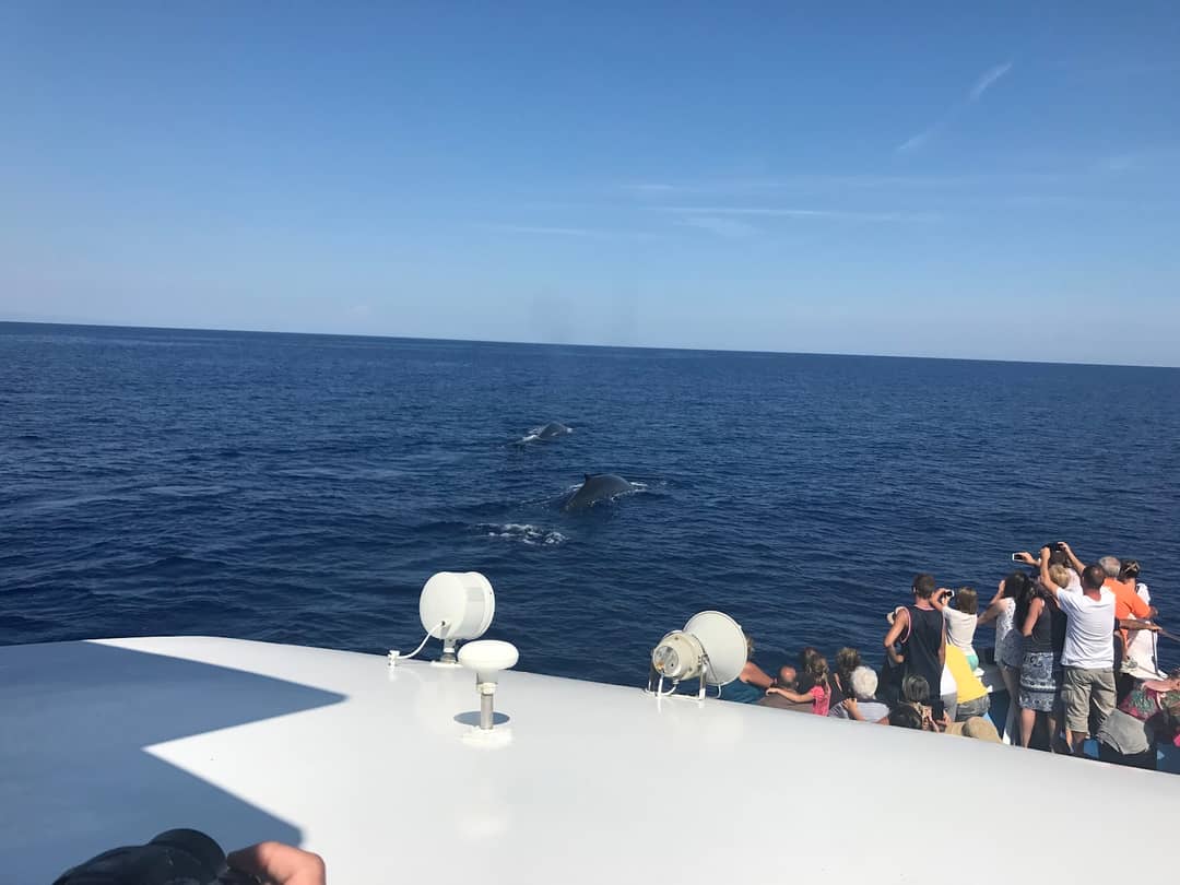 Walvissen spotten vanuit Sanremo