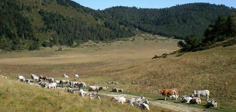 schapen koeien in de bergen les sapins